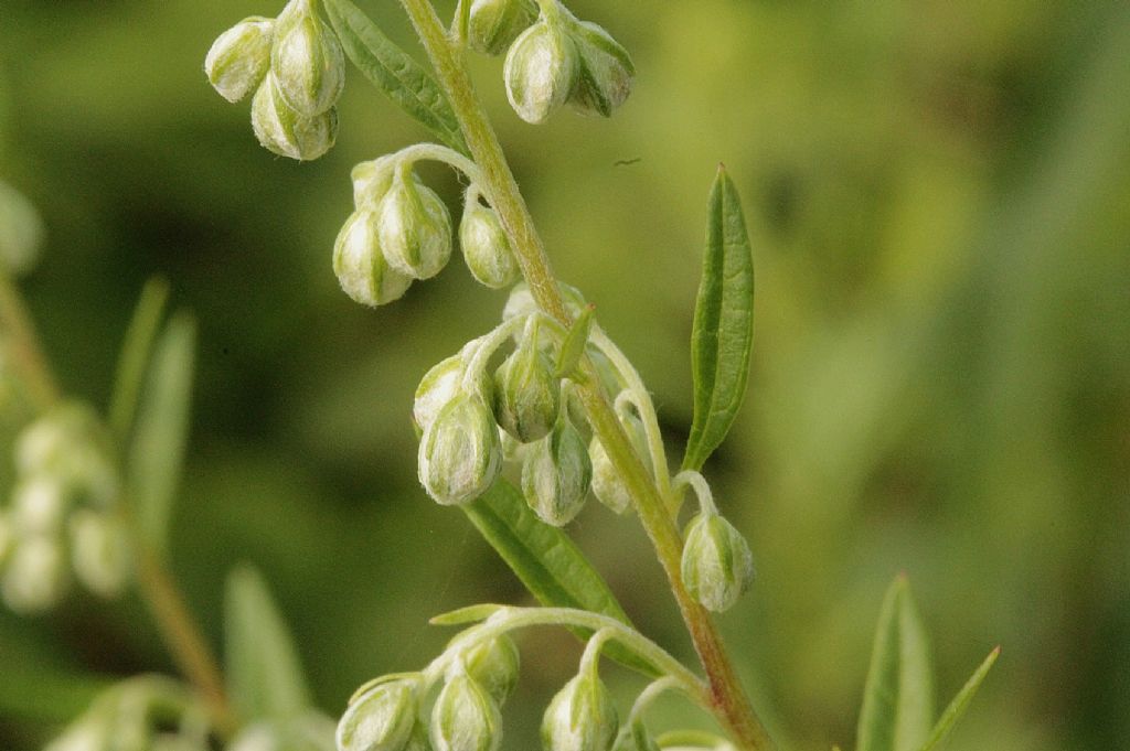 Artemisia vulgaris / Assenzio selvatico